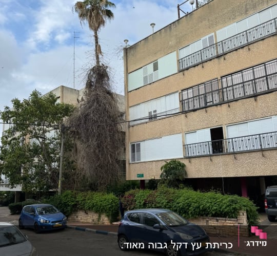 עץ דקל גבוה ליד בניין מגורים עם מכוניות חונות ברחוב